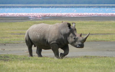 Humans on the verge of driving yet another magnificent animal to extinction